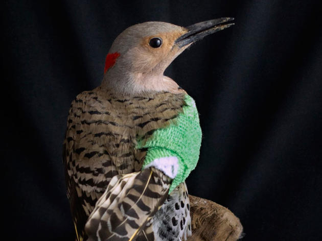 This Tiny Hospital Helps Injured Birds Survive the Commotion of New York City