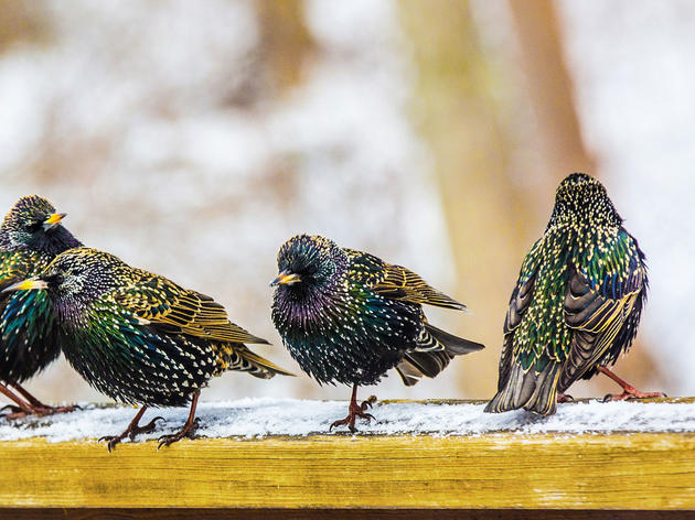 Birdist Rule #72: It’s Okay to Dislike Some Birds 