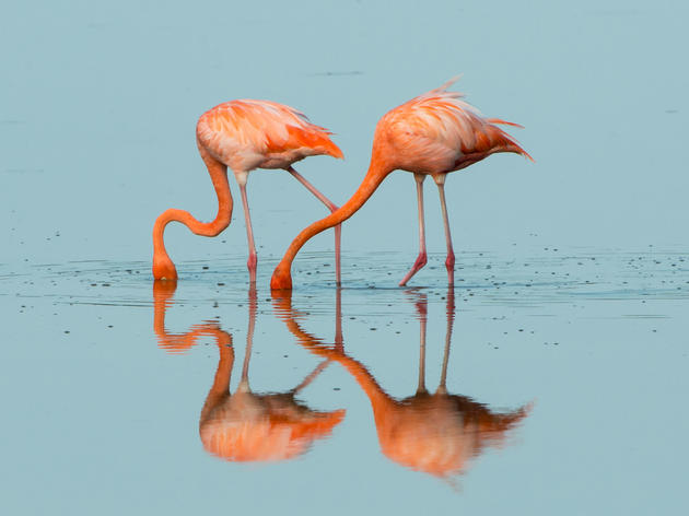 Watch: Flamingos Add a Dash of Color to the Florida Everglades
