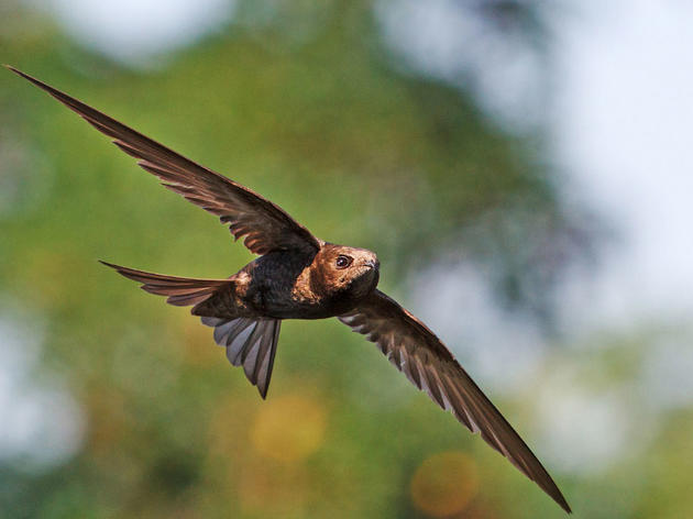 The Common Swift Is No Longer the Fastest-Flying Animal 