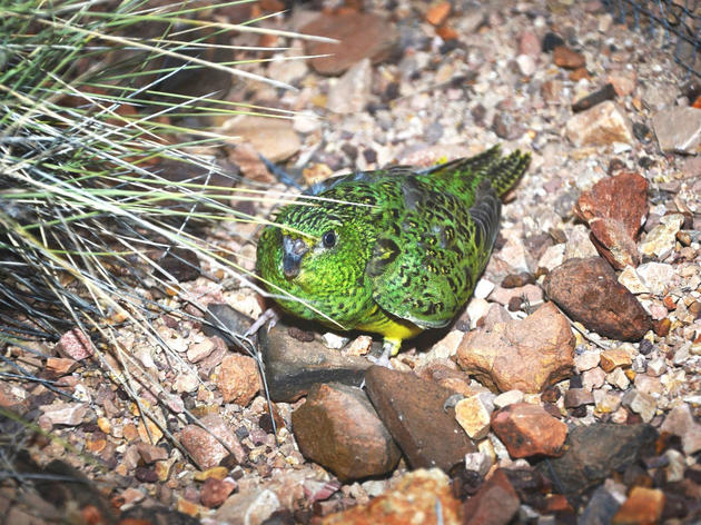 Yes! More Australian Night Parrots Have Been Discovered 