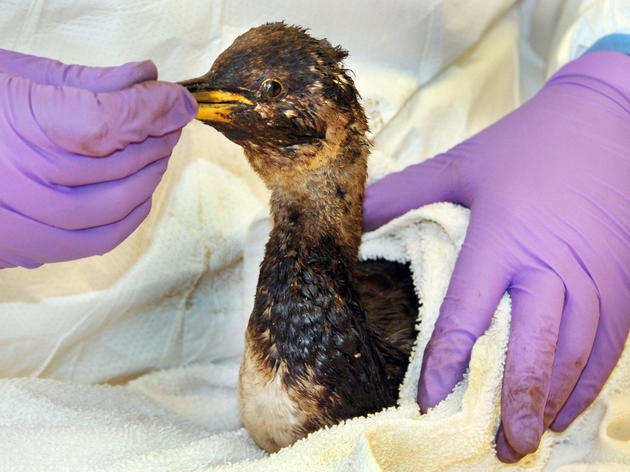 How A 60-Year-Old Shipwreck Is Still Hurting Birds Today