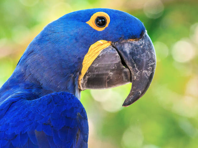 Parrots Among Most-Threatened Bird Groups