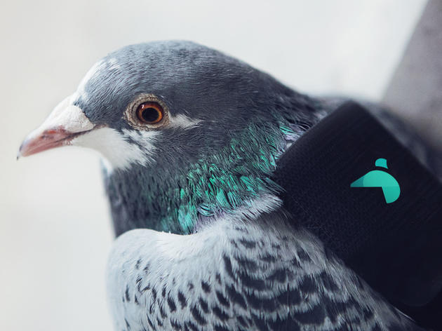 How Pigeons Are Drawing Attention To Air Pollution