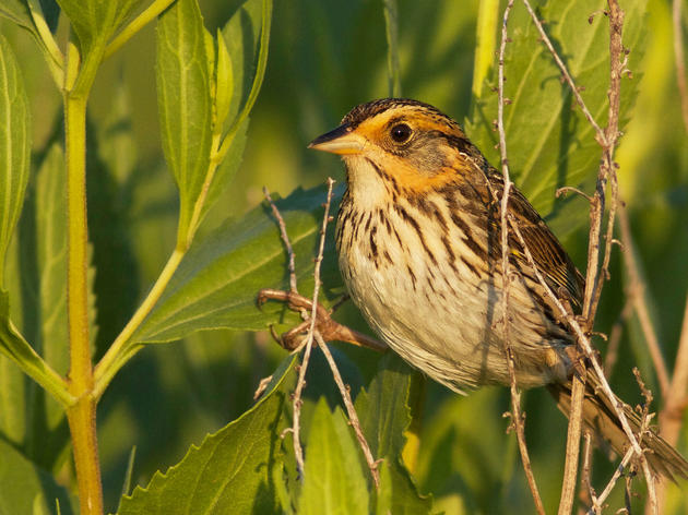The Saltmarsh Sparrow Is Creeping Dangerously Close to Extinction  