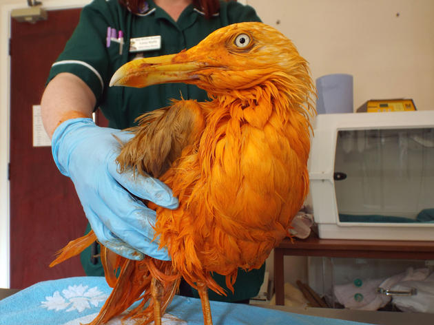 Orange Gull Found (and Cleaned) After Falling Into Curry