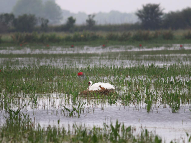 Nace en Louisiana la primera Grulla Blanca salvaje desde la Segunda Guerra Mundial