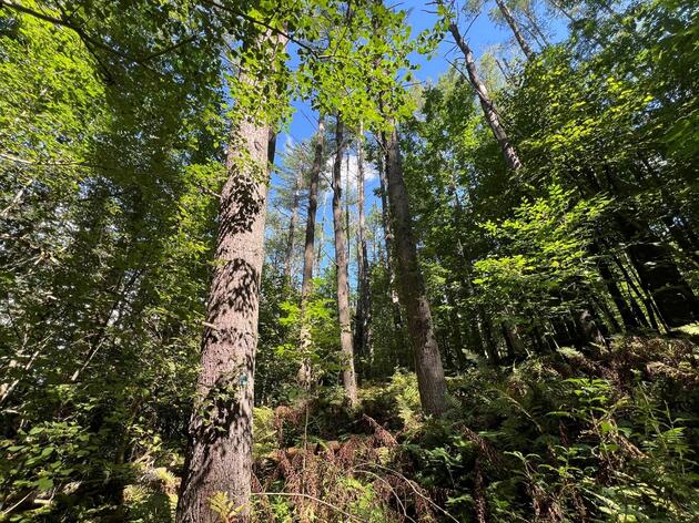 Audubon Vermont’s Young Forest Project