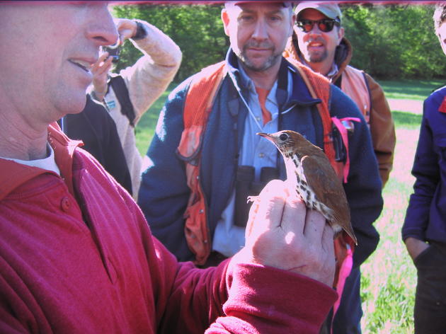 Foresters for the Birds