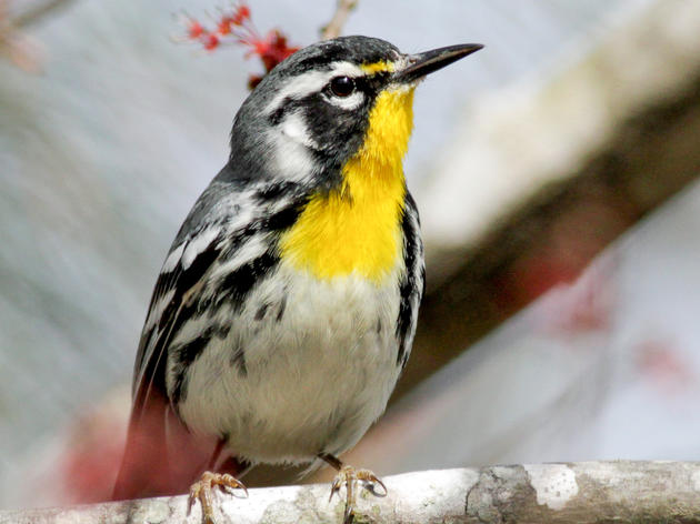 Mild Winters In Our Near Future Will Threaten The Trees That Define Vermont Forests