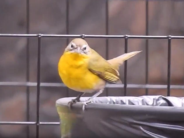 New Video Exposes the Yellow-Breasted Chat as a Total Trash Bird