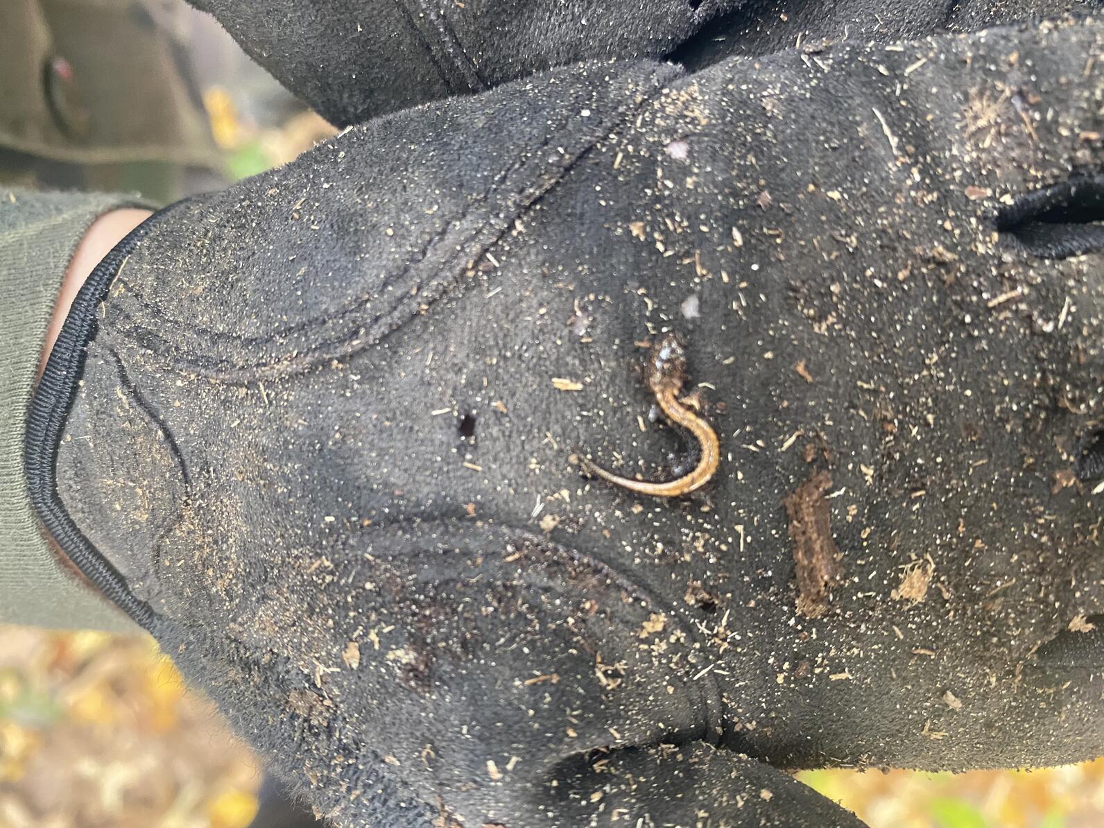 student holding a small salamander