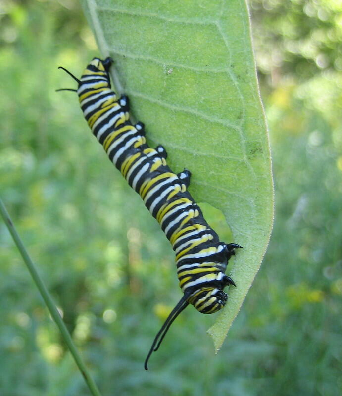 Monarch Caterpillar on Leaf