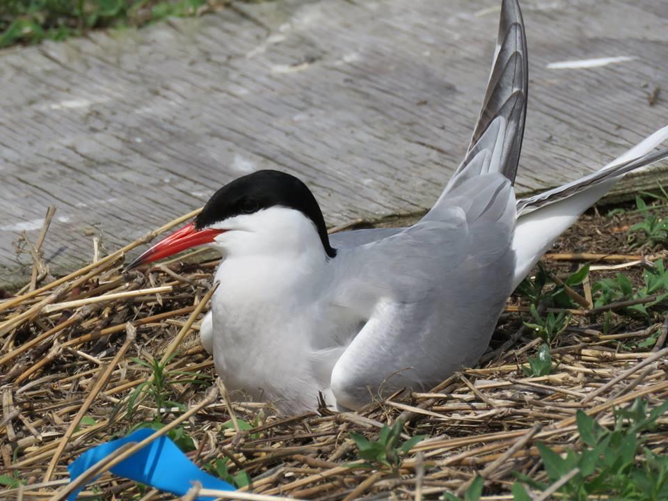 Common Tern_ Audubon Vermont Common Tern_ Audubon Vermont