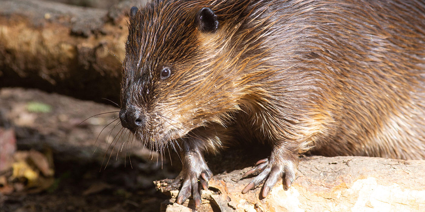 Close-up photo of a beaver, showing its water-proofed fur. 