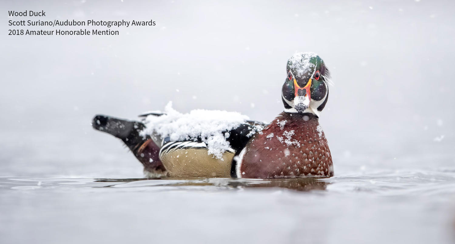 Wood Duck Wood Duck