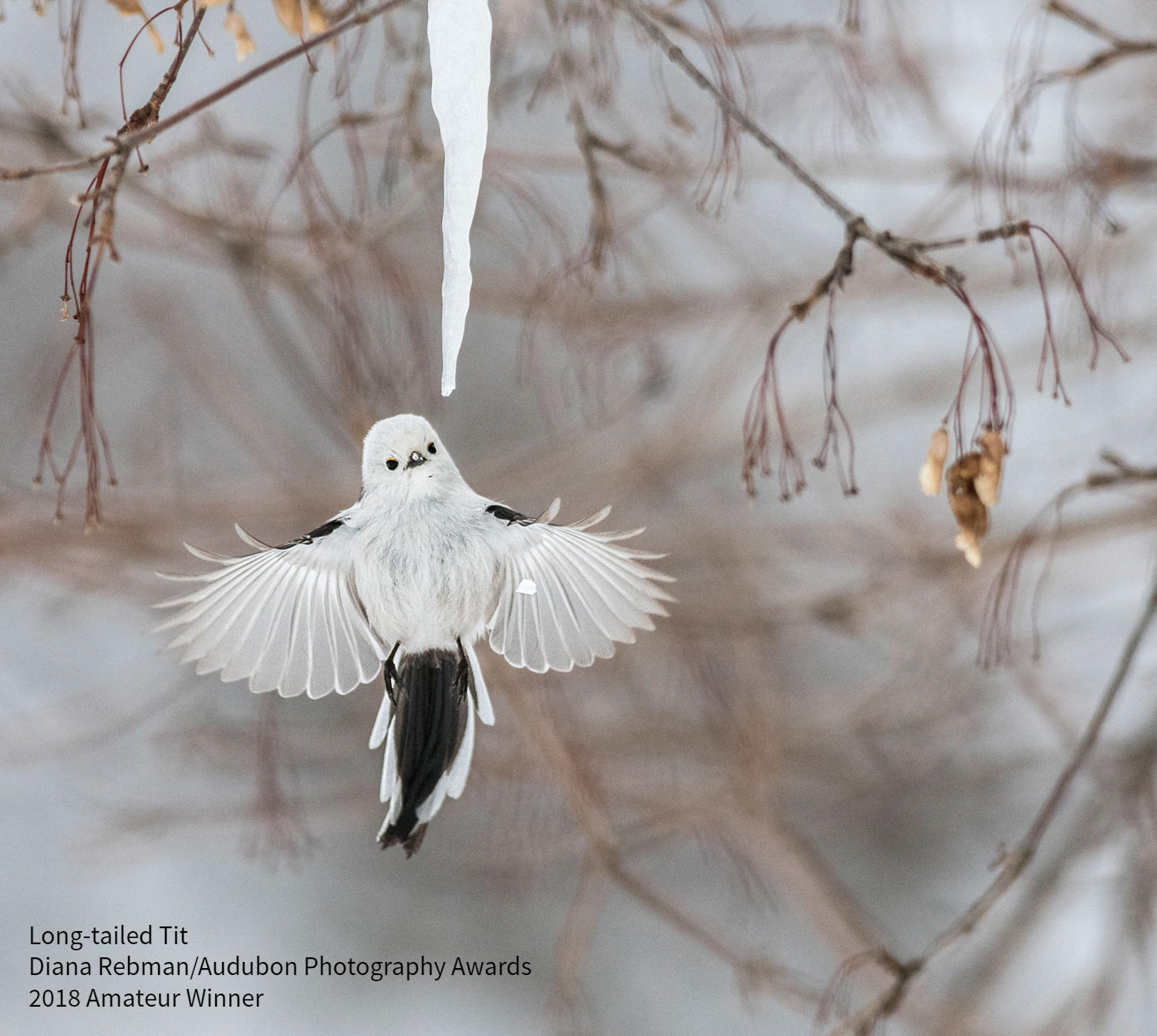 Long-tailed Tit