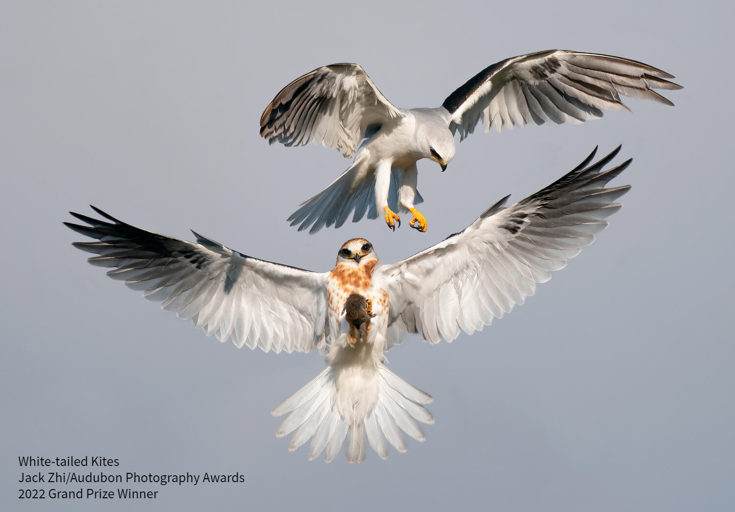 Audubon Vermont Hosts Traveling Exhibit Featuring 2022 Audubon Photography  Awards Winners | Audubon Vermont