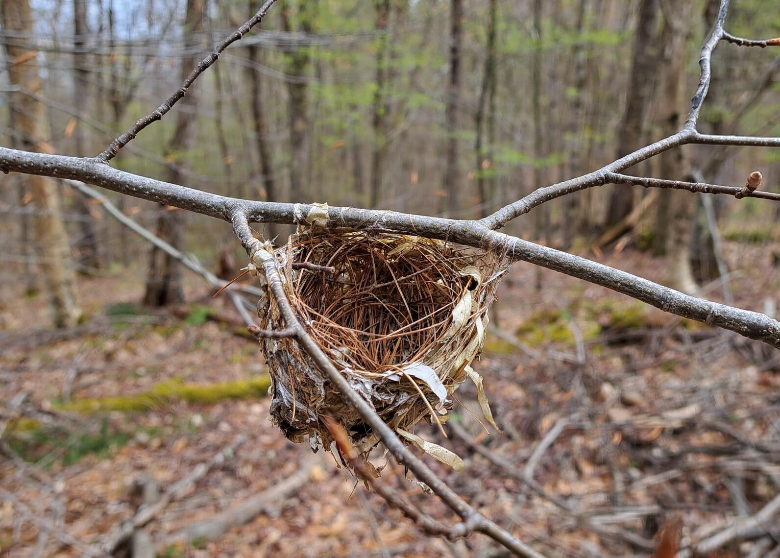 A nest made of pine needles and grasses hangs in the elbow of a tree branch Y. Suspected to be a Red-eyed Vireo nest. 