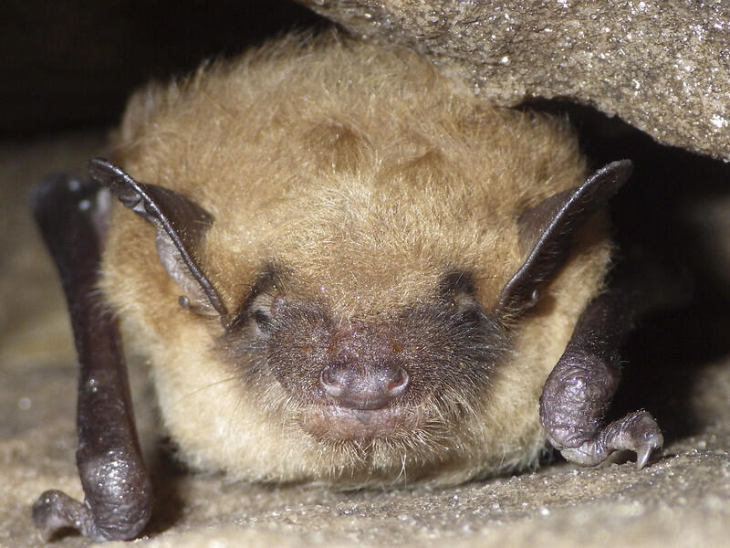 A closeup of the face of a northern long-eared bat