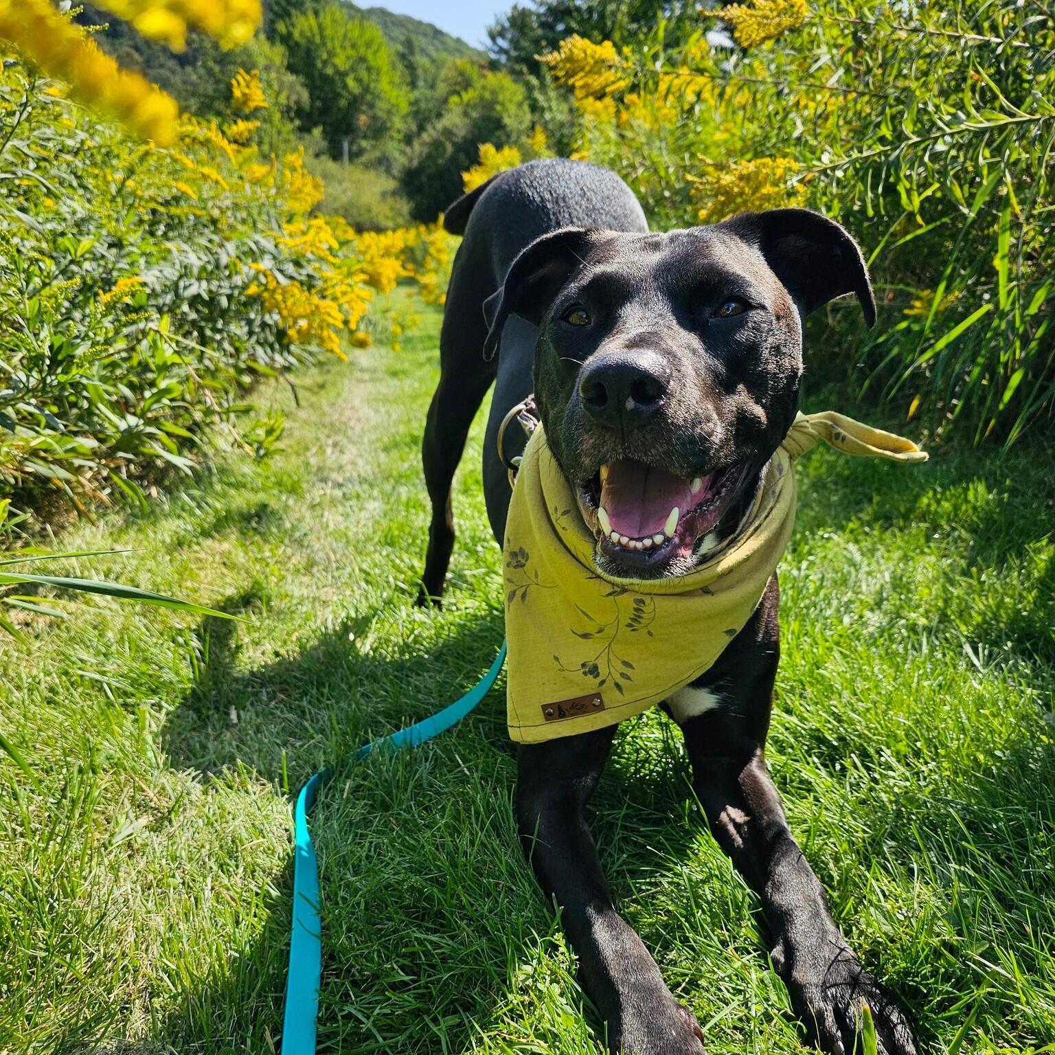 A black,mixed-breed dog "bowing" in front the camera. He is wearing a yellow bandana and a blue leash. The trail is lined with goldenrod.