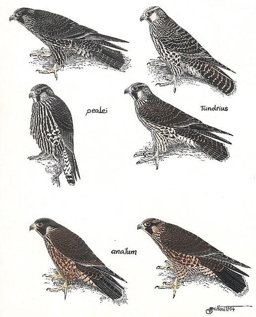 illustration of 3 north american peregrine falcon subspecies