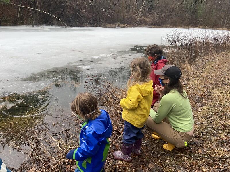 Looking at Easter Newts on a Pond