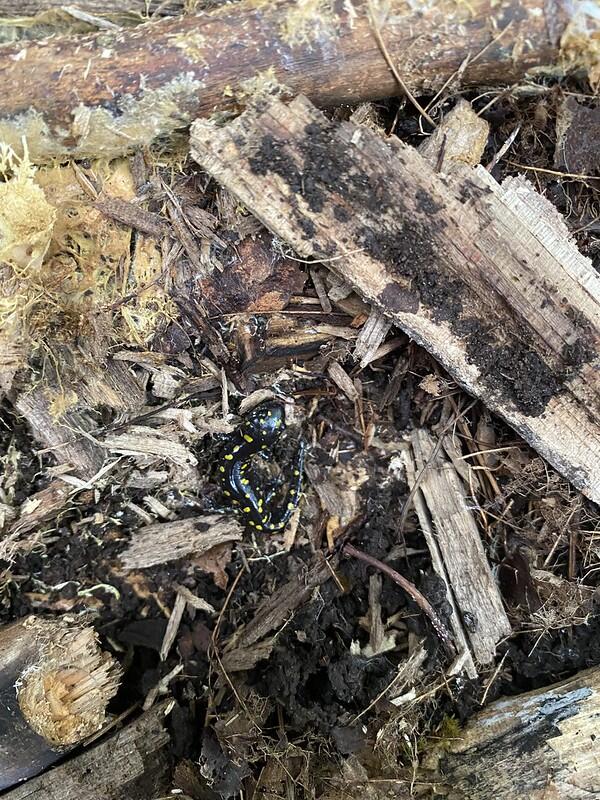 yellow spotted salamander