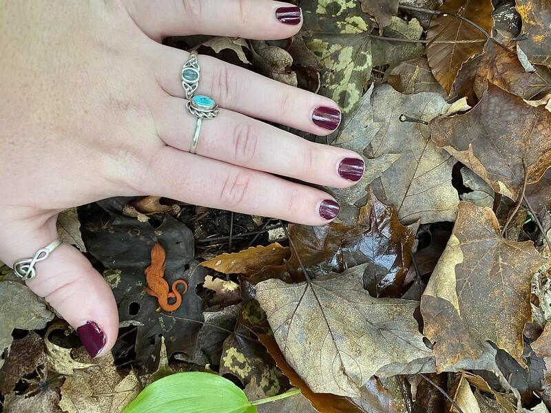 Red eft with hand for scale