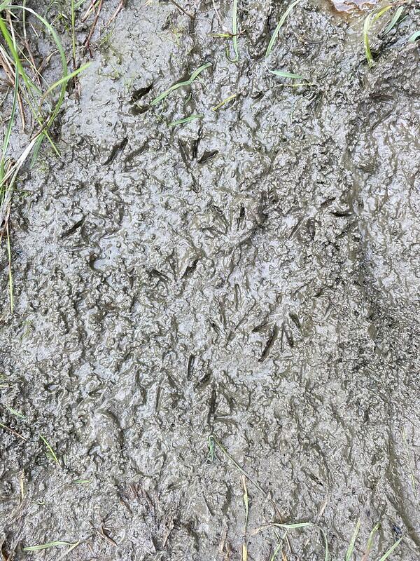 Bird tracks in mud