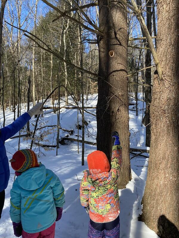 Students looking at a woodpecker hole