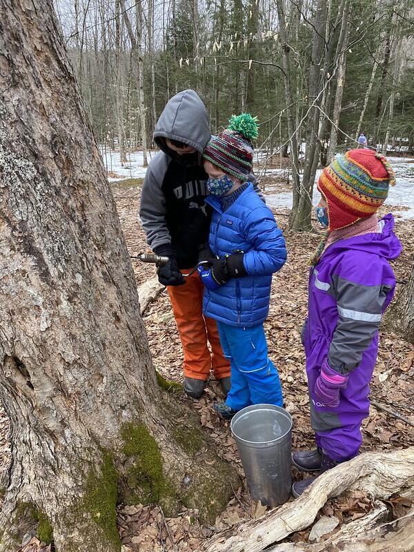 Students drilling a hole in a maple tree