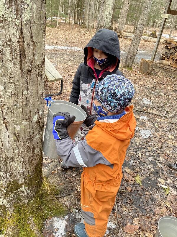 Students hanging a sap bucket Students hanging a sap bucket