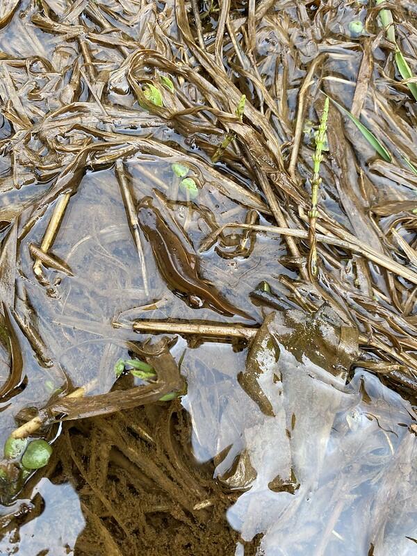 Newt in reeds