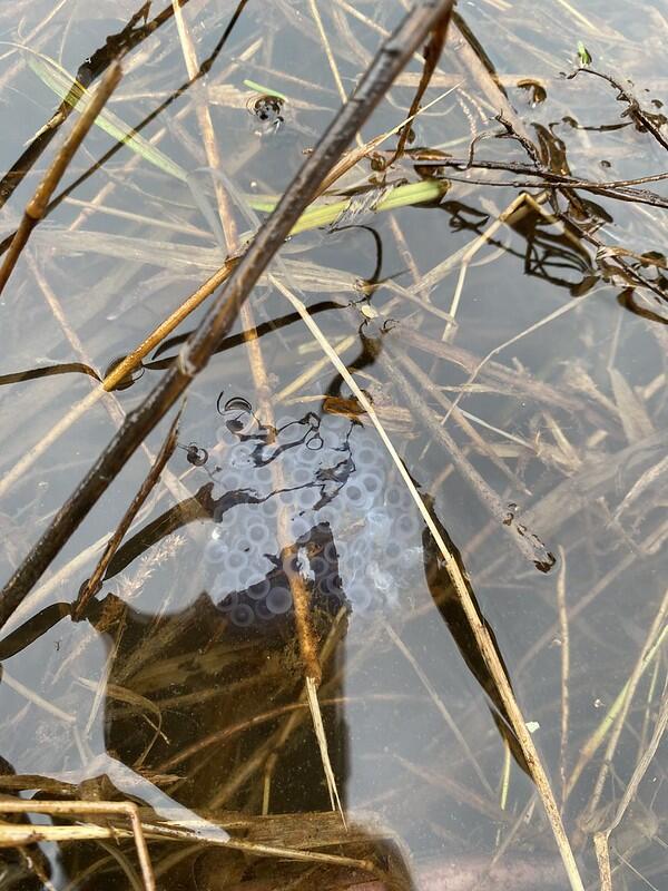 salamander eggs in beaver pond