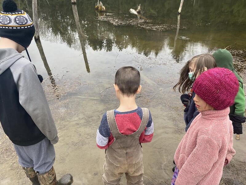Students looking at Beaver pond for critters