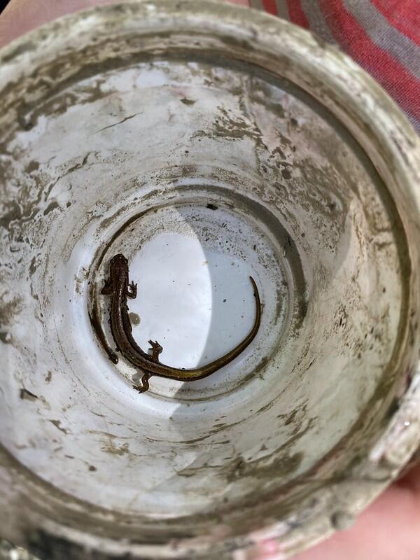 Two lined salamander in a cup