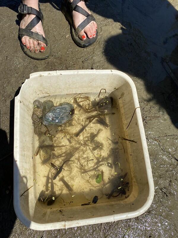 Basin full of pond creatures