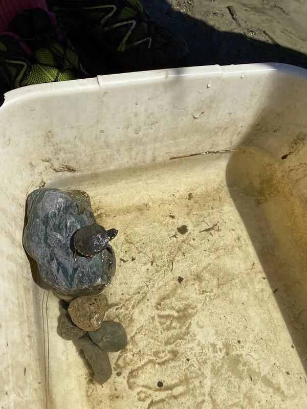Turtle on rock in basin 