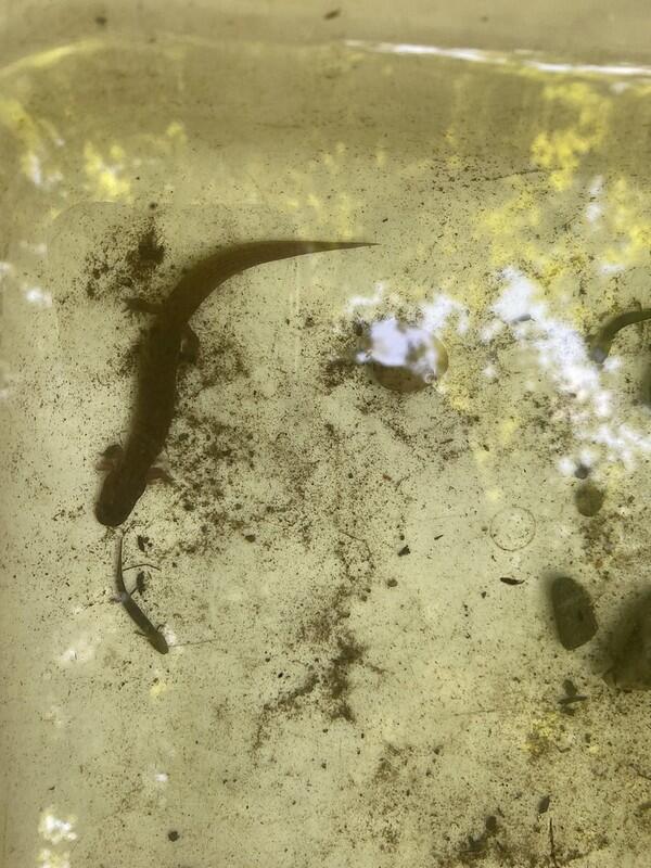 4 toed salamander 4 toed salamander