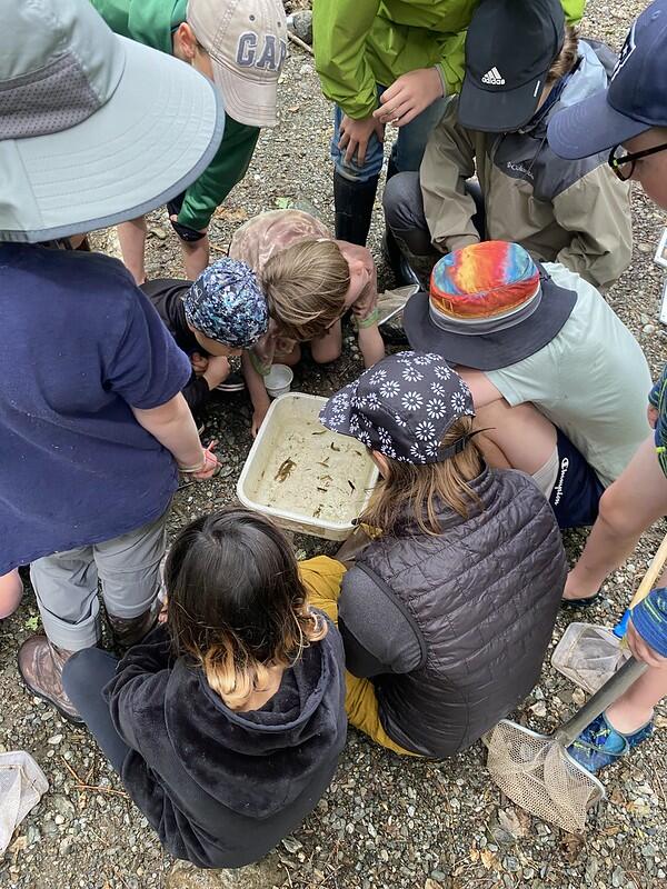 Campers looking at a bin full of critters