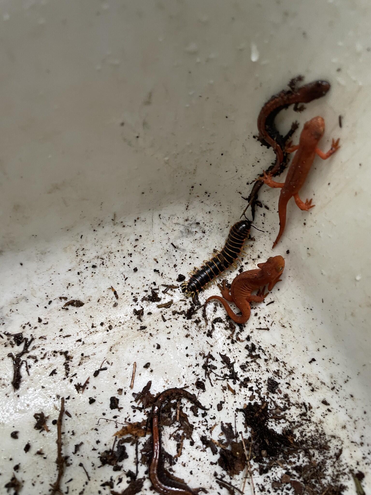 bin of salamanders and red efts