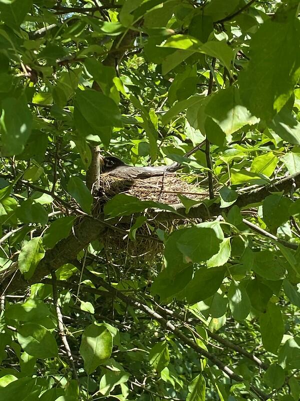 Robin in it's nest