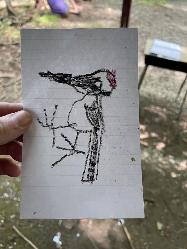 Student drawing of a Woodpecker