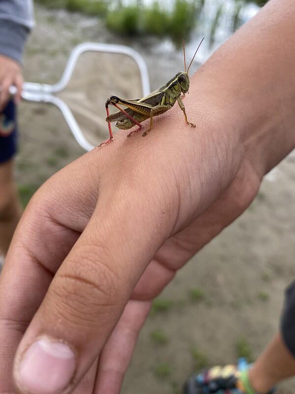 Grasshopper on camper's hand