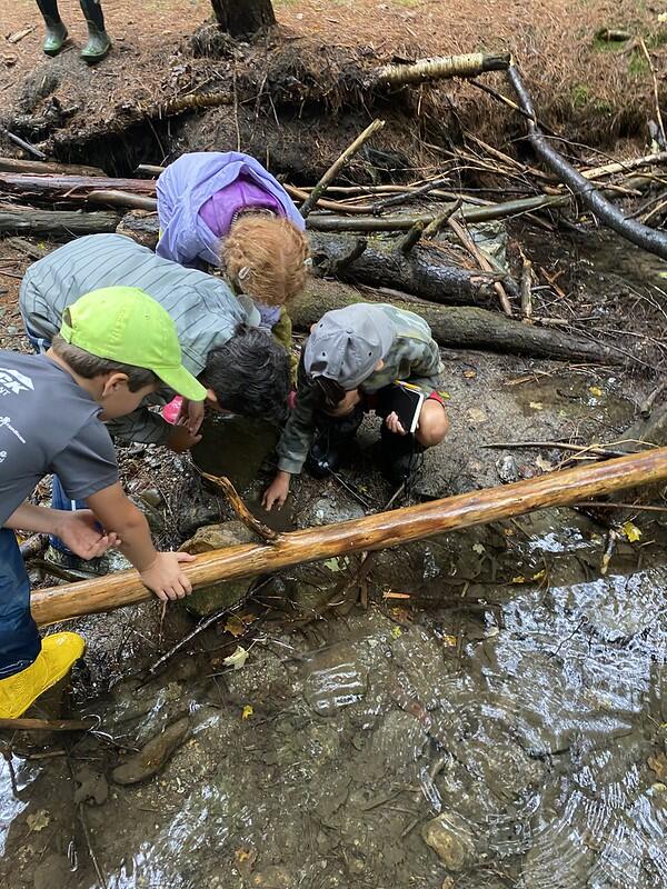Students exploring and finding critters in Brook