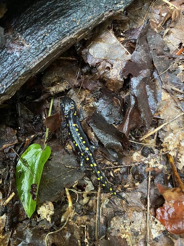 Spotted salamander is leaves