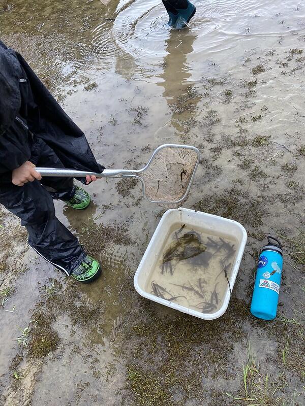 Basin of pond critters