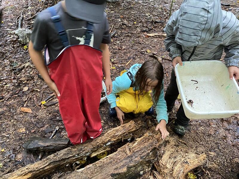 3 students with bin looking for salamanders