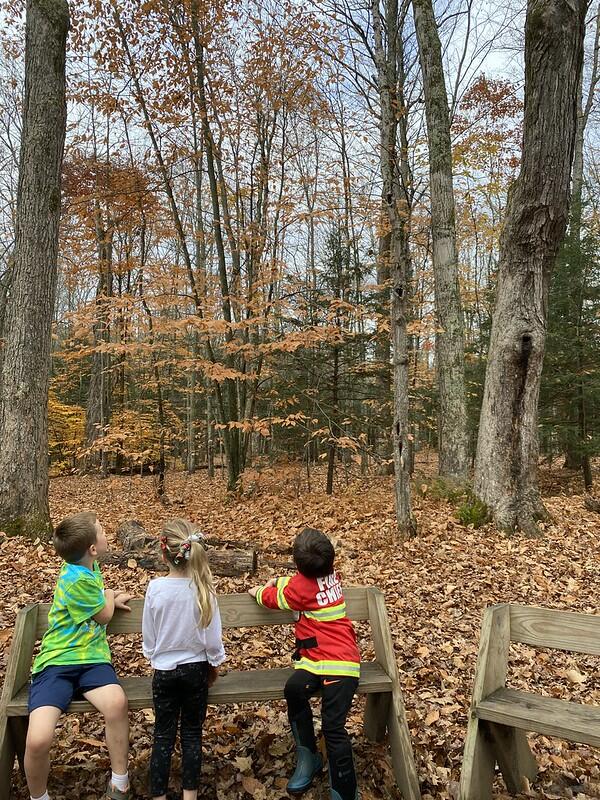 Students watching woodpecker